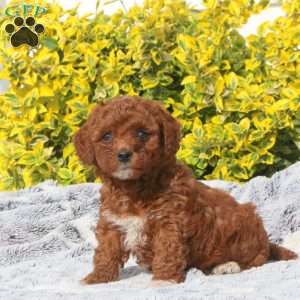 Bella, Mini Goldendoodle Puppy