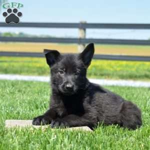 Bella, German Shepherd Puppy