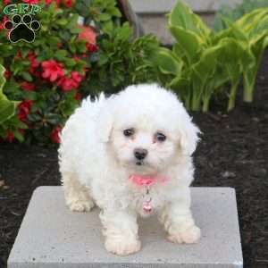 Bella, Bichon Frise Puppy