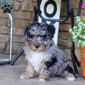 Bella, Bich-Poo Puppy