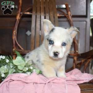 Bella, Pembroke Welsh Corgi Puppy