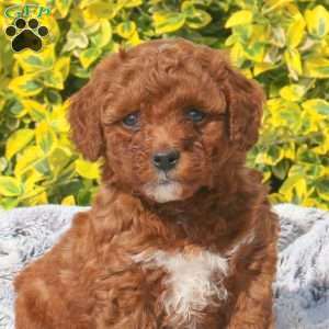 Bella, Mini Goldendoodle Puppy
