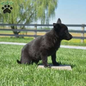 Bella, German Shepherd Puppy