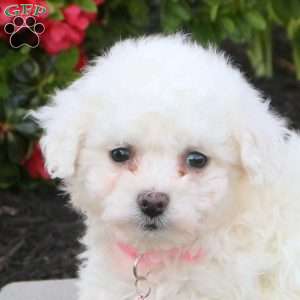 Bella, Bichon Frise Puppy