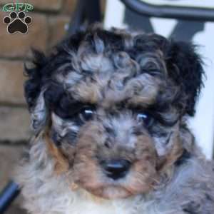 Bella, Bich-Poo Puppy
