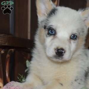 Bella, Pembroke Welsh Corgi Puppy