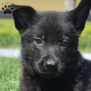 Bella, German Shepherd Puppy