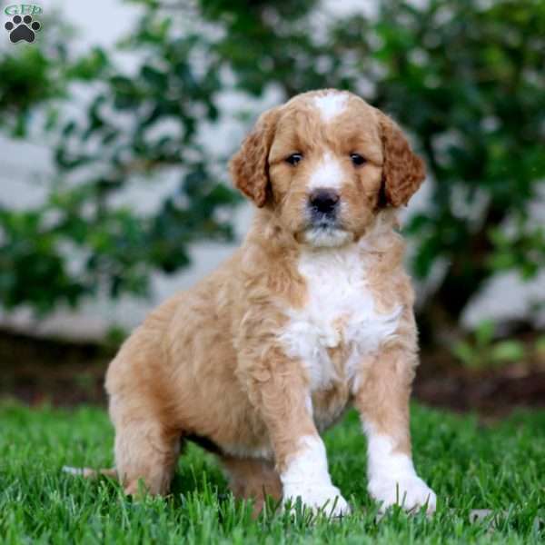 Bella, Goldendoodle Puppy