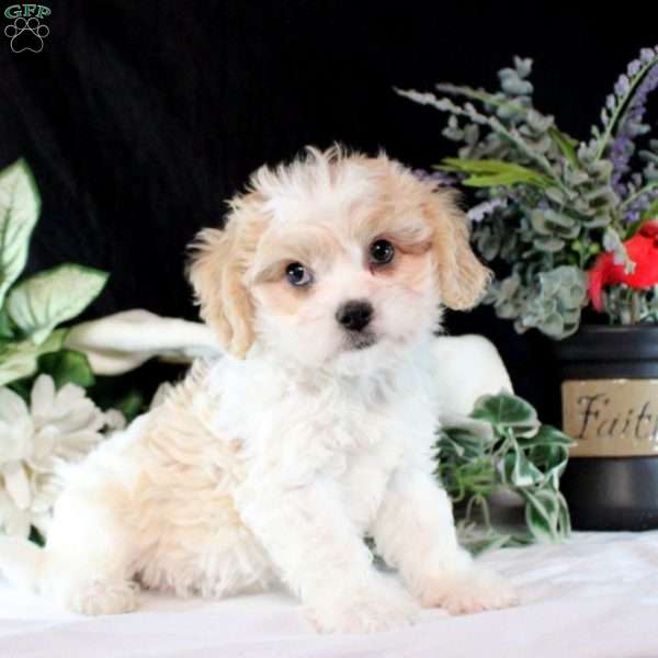 Bella, Cavachon Puppy