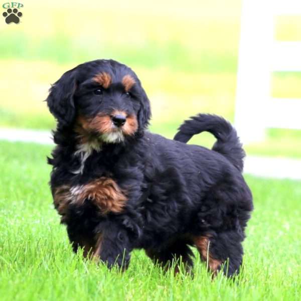 Bella, Bernese Mountain Dog Mix Puppy