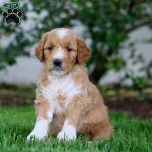 Bella, Goldendoodle Puppy