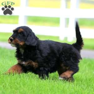 Bella, Bernese Mountain Dog Mix Puppy
