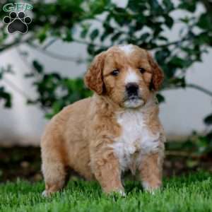 Bella, Goldendoodle Puppy