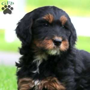 Bella, Bernese Mountain Dog Mix Puppy