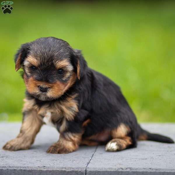Bella, Yorkie Puppy