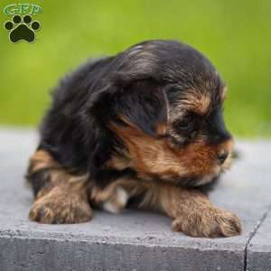 Bella, Yorkie Puppy
