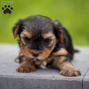 Bella, Yorkie Puppy