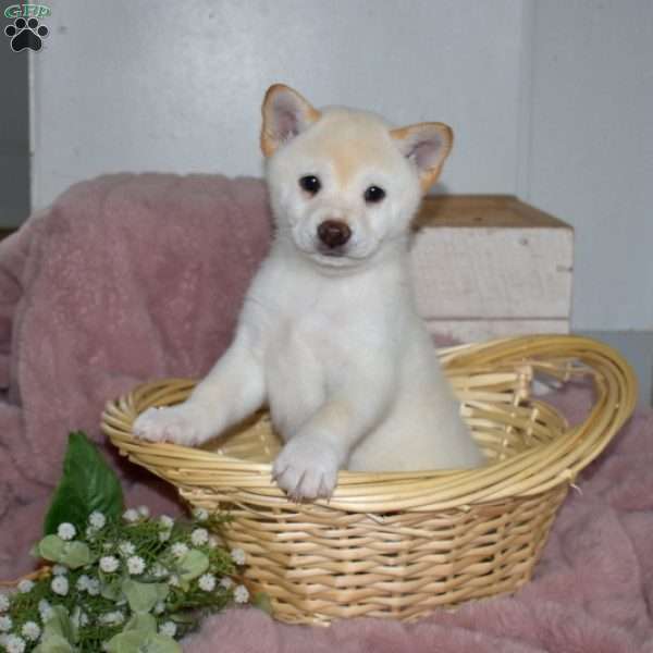 Belle, Shiba Inu Puppy