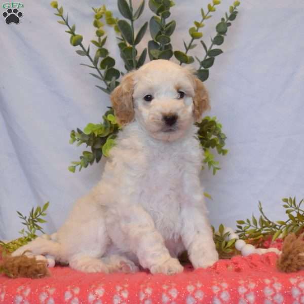 Belle, Mini Goldendoodle Puppy