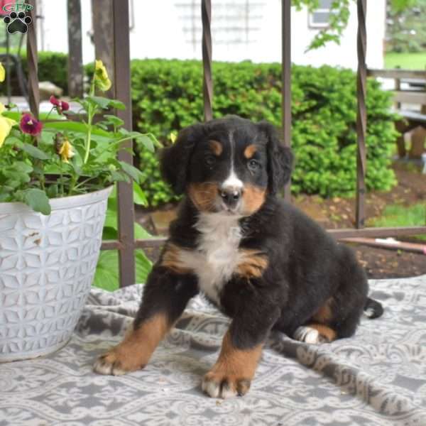 Belle, Bernese Mountain Dog Puppy