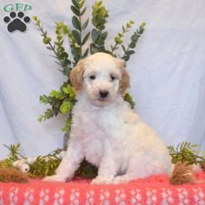Belle, Mini Goldendoodle Puppy
