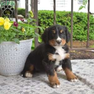 Belle, Bernese Mountain Dog Puppy