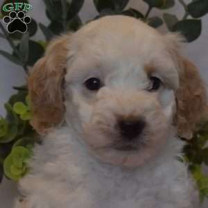 Belle, Mini Goldendoodle Puppy