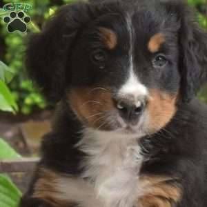Belle, Bernese Mountain Dog Puppy