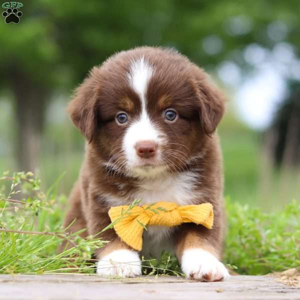 Benelli, Miniature Australian Shepherd Puppy