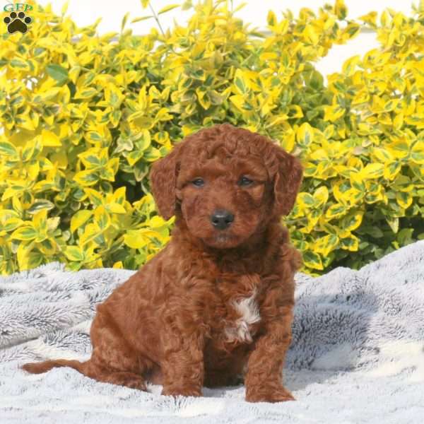 Benjamin, Mini Goldendoodle Puppy