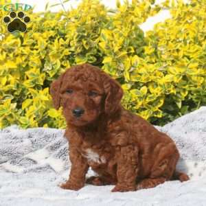 Benjamin, Mini Goldendoodle Puppy