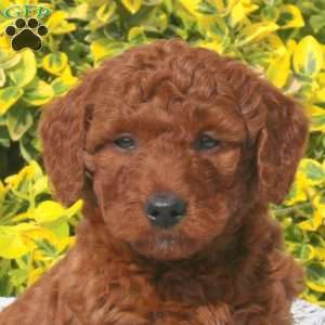 Benjamin, Mini Goldendoodle Puppy