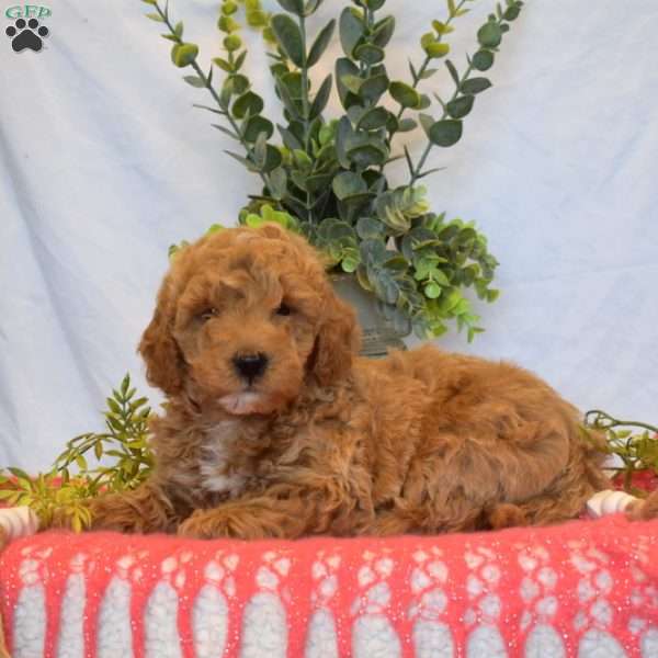 Benji, Mini Goldendoodle Puppy