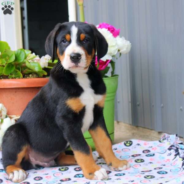 Benji, Greater Swiss Mountain Dog Puppy
