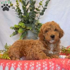 Benji, Mini Goldendoodle Puppy