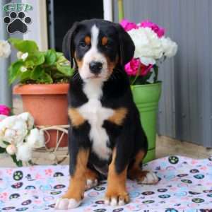 Benji, Greater Swiss Mountain Dog Puppy