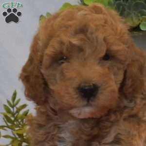 Benji, Mini Goldendoodle Puppy
