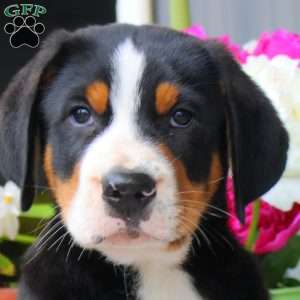 Benji, Greater Swiss Mountain Dog Puppy