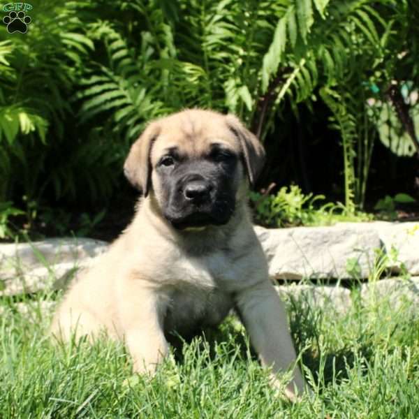 Benji, English Mastiff Puppy