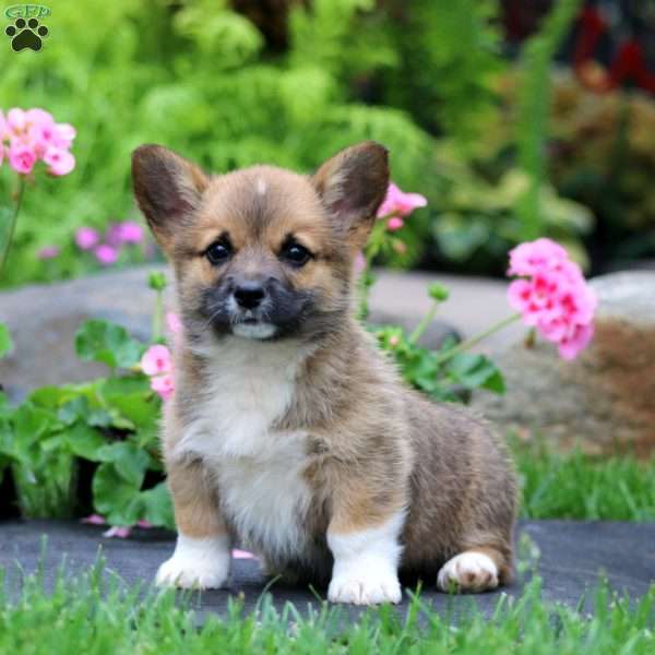 Benji, Pembroke Welsh Corgi Puppy