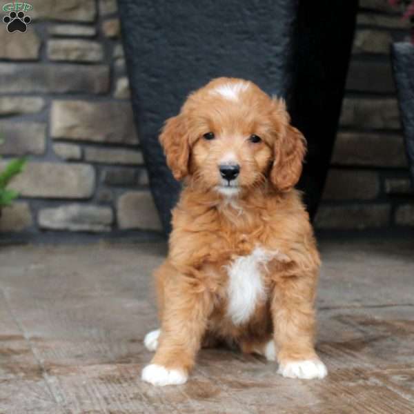 Benji, Mini Goldendoodle Puppy