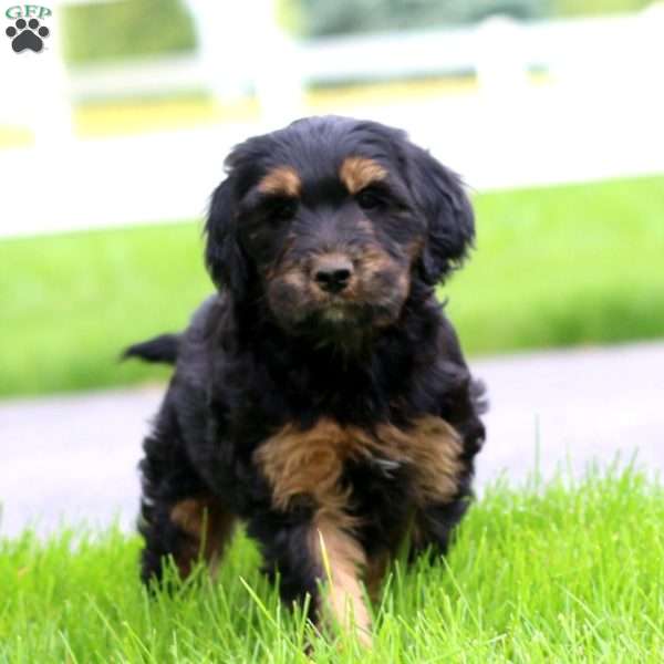 Benji, Bernese Mountain Dog Mix Puppy