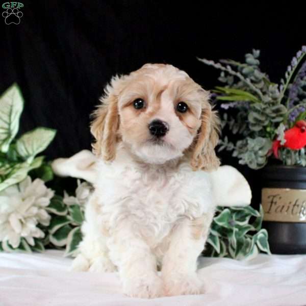 Benji, Cavachon Puppy