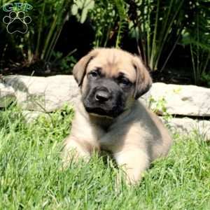 Benji, English Mastiff Puppy