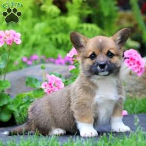 Benji, Pembroke Welsh Corgi Puppy