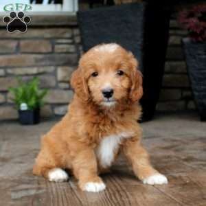 Benji, Mini Goldendoodle Puppy