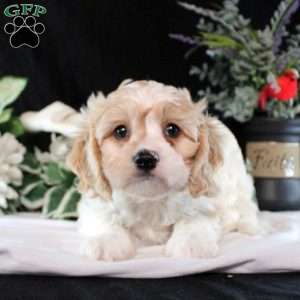 Benji, Cavachon Puppy