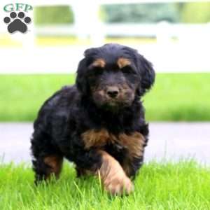 Benji, Bernese Mountain Dog Mix Puppy