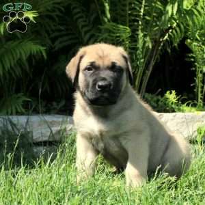 Benji, English Mastiff Puppy