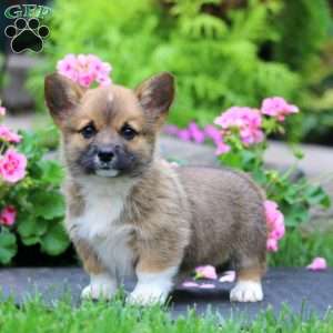 Benji, Pembroke Welsh Corgi Puppy
